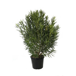 Laurier-rose Rose- Nerium oleander 150/175cm Pot 50L