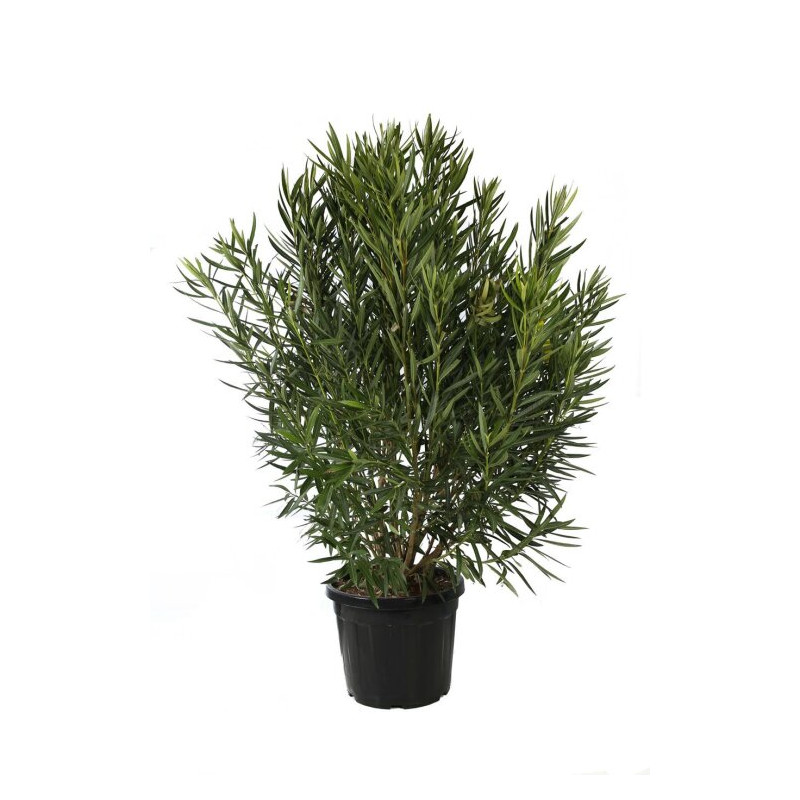 Laurier-rose Rose- Nerium oleander 150/175cm Pot 50L