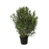 Laurier-rose Rose- Nerium oleander 150/175cm Pot 50L