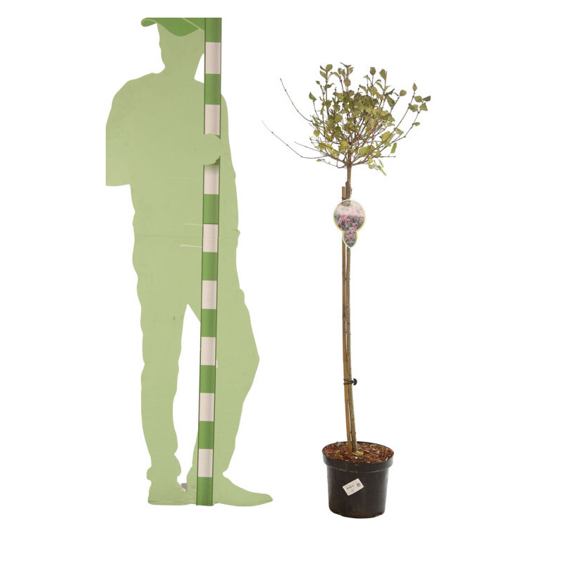Lilas Palibin - Syringa meyeri Palibin Demi-tige 150cm Pot 7,5L