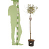 Lilas Palibin - Syringa meyeri Palibin Demi-tige 150cm Pot 7,5L