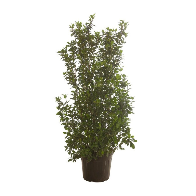 Laurier-tin - Viburnum tinus 150/200cm Pot 45L