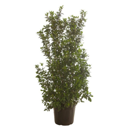 Laurier-tin - Viburnum tinus 150/200cm Pot 45L