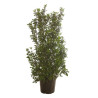 Laurier-tin - Viburnum tinus 150/200cm Pot 45L