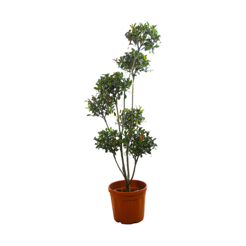 Photinia Carré Rouge - Photinia fraseri Carré Rouge Pompom 150/170cm Pot 30L - Topiaire à boules