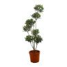 Photinia Carré Rouge - Photinia fraseri Carré Rouge Pompom 150/170cm Pot 30L - Topiaire à boules