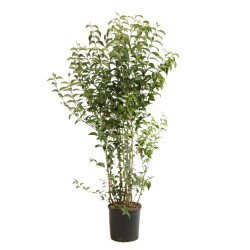 Troène du Japon - Ligustrum japonicum 150/170cm Pot 18L