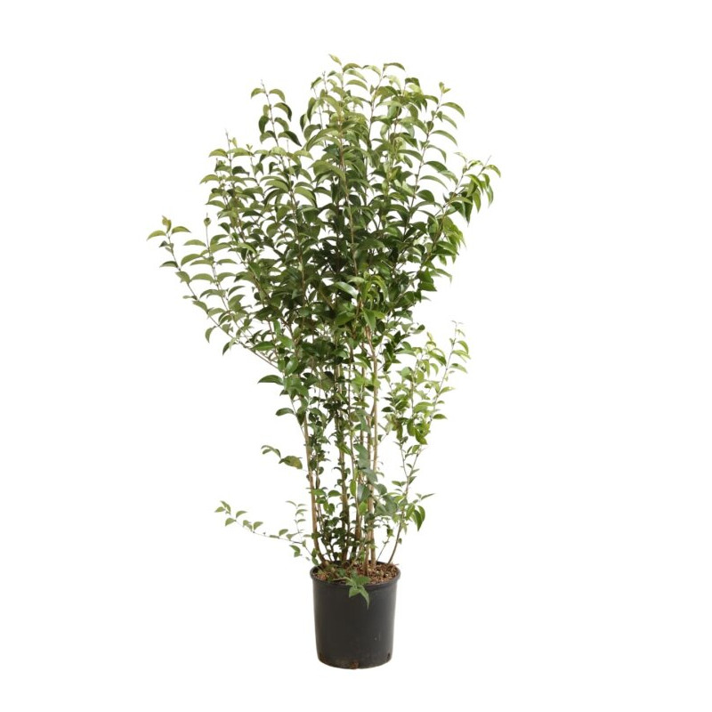 Troène du Japon - Ligustrum japonicum 150/170cm Pot 18L