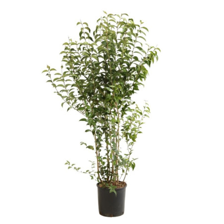 Troène du Japon - Ligustrum japonicum 150/170cm Pot 18L