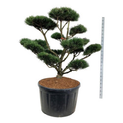 Pin de montagne Gnom - Pinus mugo Gnom Bonsaï 150/175cm Pot 285L