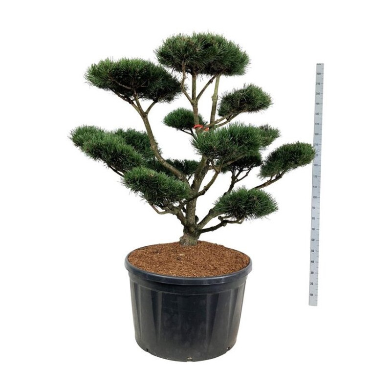 Pin de montagne Gnom - Pinus mugo Gnom Bonsaï 150/175cm Pot 285L