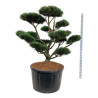 Pin de montagne Gnom - Pinus mugo Gnom Bonsaï 150/175cm Pot 285L