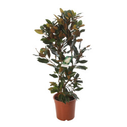 Magnolia à grandes fleurs Little Gem - Magnolia grandiflora Little Gem 90cm Pot 7L