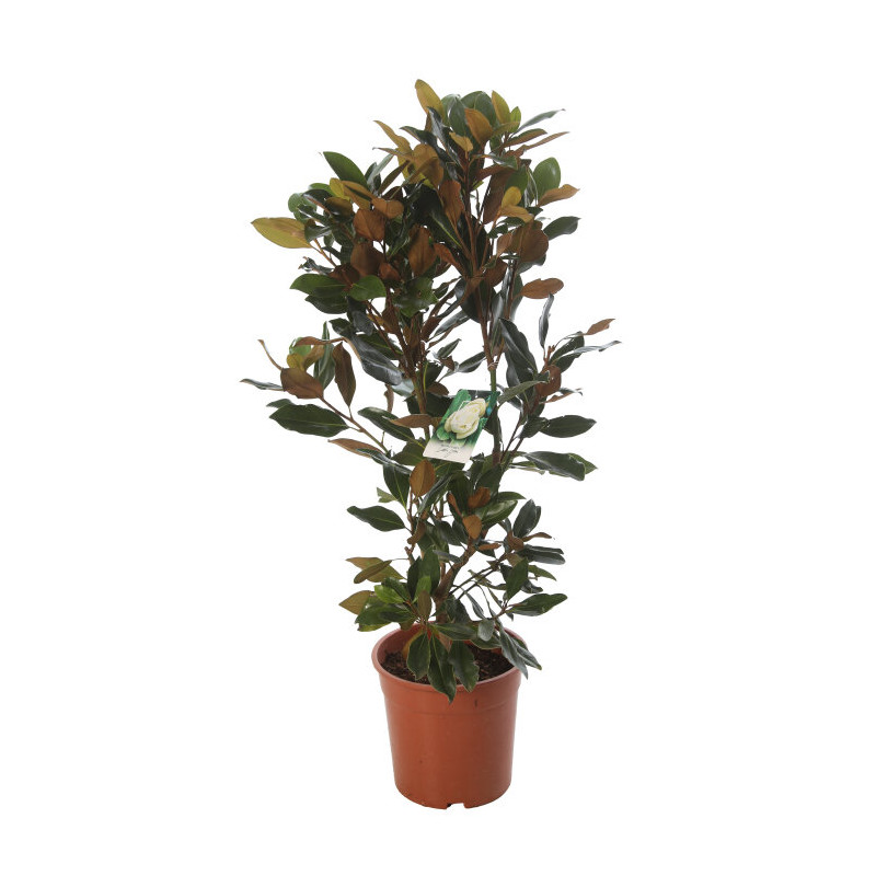 Magnolia à grandes fleurs Little Gem - Magnolia grandiflora Little Gem 90cm Pot 7L