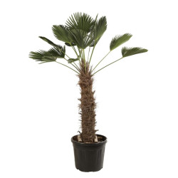 Palmier de Wagner - Trachycarpus wagnerianus 100cm Pot 70L