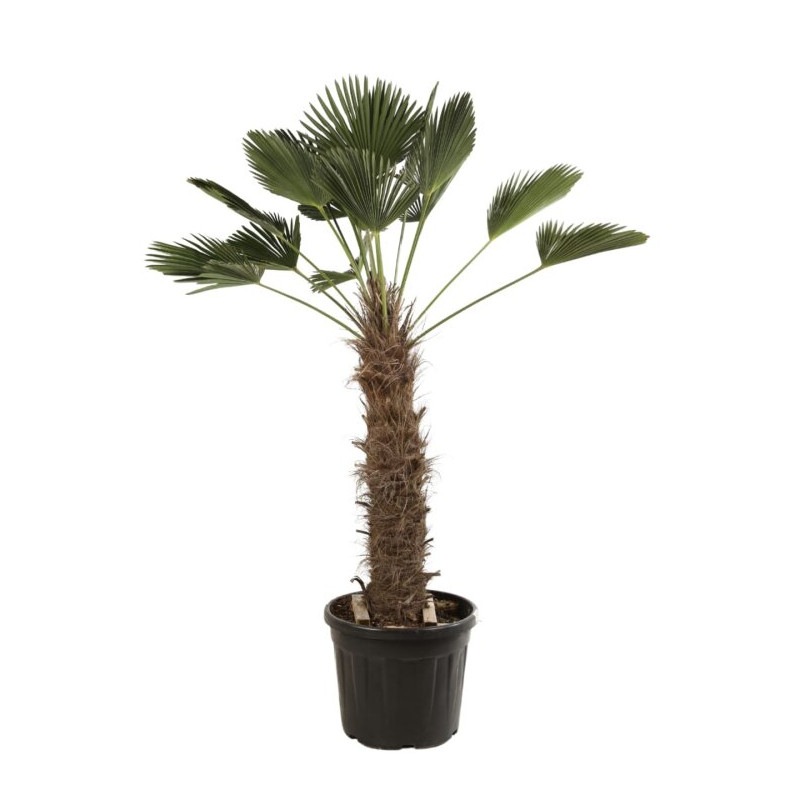 Palmier de Wagner - Trachycarpus wagnerianus 100cm Pot 70L
