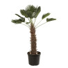 Palmier de Wagner - Trachycarpus wagnerianus 100cm Pot 70L