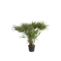 Palmier nain - Chamaerops humilis 150cm Pot 45L