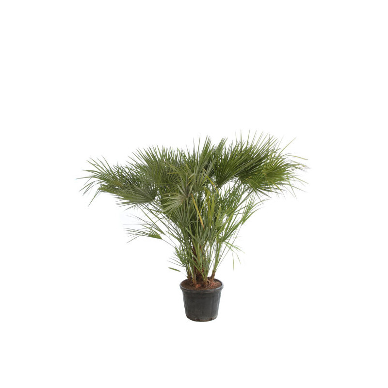 Palmier nain - Chamaerops humilis 150cm Pot 45L