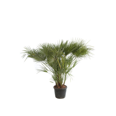 Palmier nain - Chamaerops humilis 150cm Pot 45L