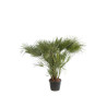 Palmier nain - Chamaerops humilis 150cm Pot 45L