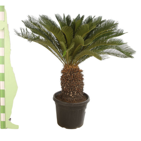 Cycas du Japon - Cycas revoluta 150cm Pot 45L
