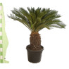 Cycas du Japon - Cycas revoluta 150cm Pot 45L