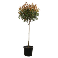Photinia Red Robin - Photinia xfraseri Red Robin Boule - 160cm Pot 45L