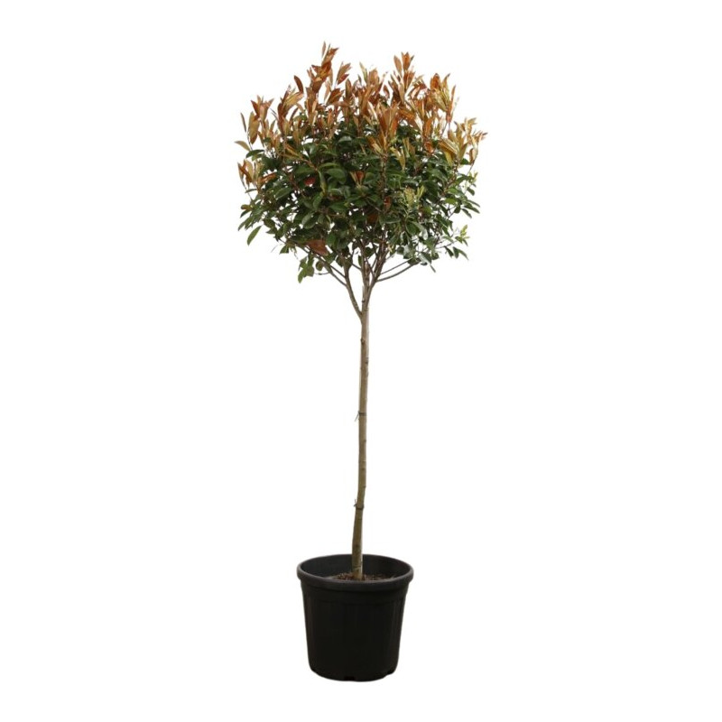 Photinia Red Robin - Photinia xfraseri Red Robin Boule - 160cm Pot 45L