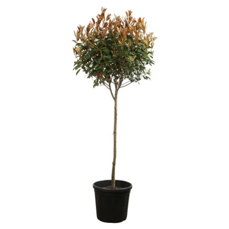 Photinia Red Robin - Photinia xfraseri Red Robin Boule - 160cm Pot 45L