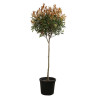 Photinia Red Robin - Photinia xfraseri Red Robin Boule - 160cm Pot 45L