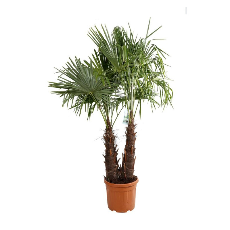 Palmier chanvre - Trachycarpus fortunei 2 troncs 160/180cm Pot 50L