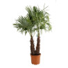 Palmier chanvre - Trachycarpus fortunei 2 troncs 160/180cm Pot 50L