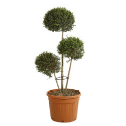 Troène de Delavay - Ligustrum jonandrum 3 boules 40/160cm Pot 30L