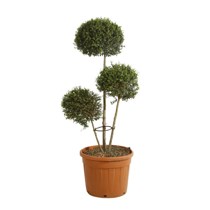 Troène de Delavay - Ligustrum jonandrum 3 boules 40/160cm Pot 30L
