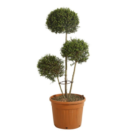 Troène de Delavay - Ligustrum jonandrum 3 boules 40/160cm Pot 30L