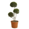 Troène de Delavay - Ligustrum jonandrum 3 boules 40/160cm Pot 30L