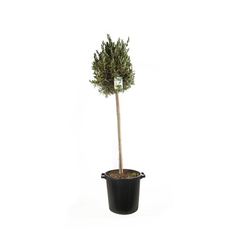 Olivier d’Europe - Olea europaea Tige 170cm Pot 25L
