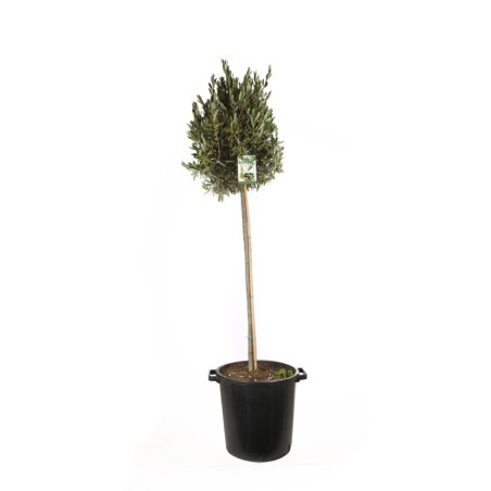 Olivier d’Europe - Olea europaea Tige 170cm Pot 25L