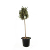 Olivier d’Europe - Olea europaea Tige 170cm Pot 25L