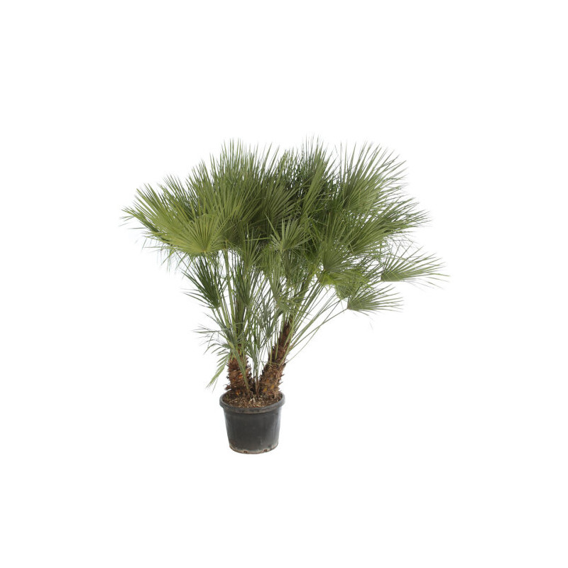 Palmier nain - Chamaerops humilis 170cm Pot 60L