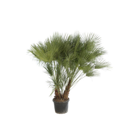 Palmier nain - Chamaerops humilis 170cm Pot 60L