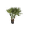 Palmier nain - Chamaerops humilis 170cm Pot 60L