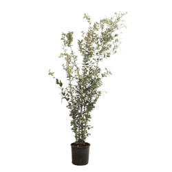 Chêne vert - Quercus ilex 175/195cm Pot 18L