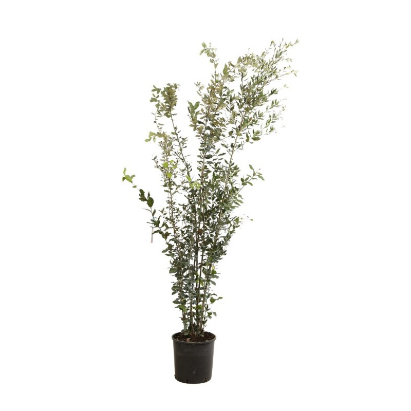 Chêne vert - Quercus ilex 175/195cm Pot 18L