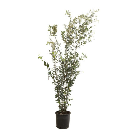 Chêne vert - Quercus ilex 175/195cm Pot 18L