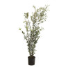 Chêne vert - Quercus ilex 175/195cm Pot 18L