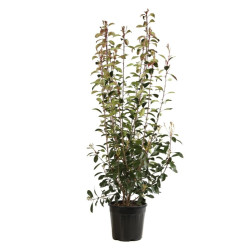 Photinia Red Robin - Photinia xfraseri Red Robin 175/195cm Pot 30L
