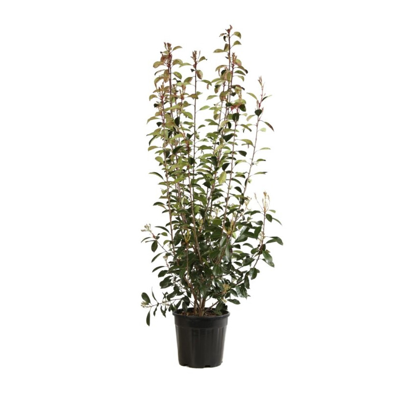 Photinia Red Robin - Photinia xfraseri Red Robin 175/195cm Pot 30L