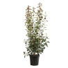 Photinia Red Robin - Photinia xfraseri Red Robin 175/195cm Pot 30L